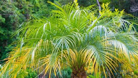 Types Of Palm Trees With Identification Guide