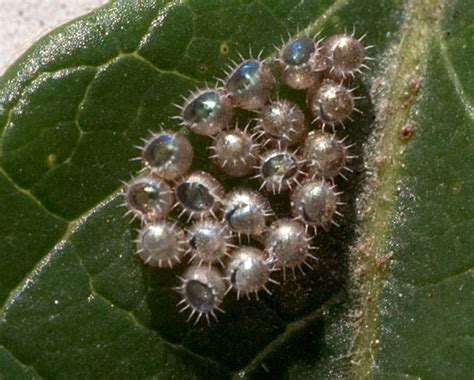 Insect Eggs Podisus Bugguidenet