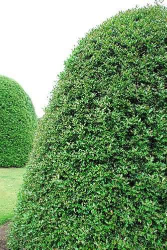 Identifying Popular Evergreen Shrubs And Bushes