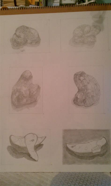 Cherimoya Graphite First Drawing Drawings Cherimoya Art