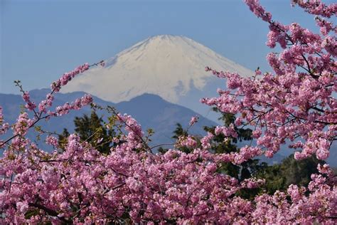 Japan Flowering Trees Mount Fuji Volcano Sakura HD Wallpaper