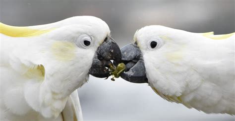 The Winners Of The Birdlife Australia Photography Awards 2022 Have Been
