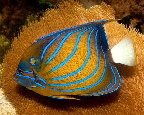 Poisson Ange Annelé Pomacanthus Annularis Poissons Marins Vie Marine