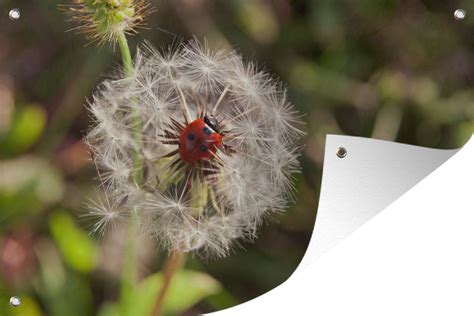 Tuinposter Tuindoek Tuinposters Buiten Close Up Lieveheersbeestje