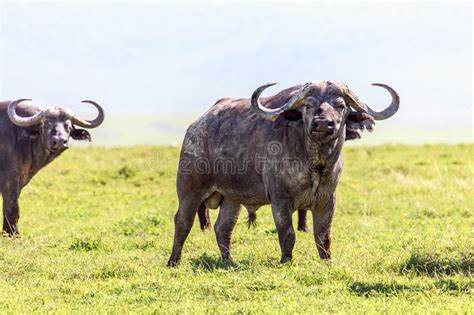 African Buffaloes Stock Image Image Of Danger Hoofed 36731113