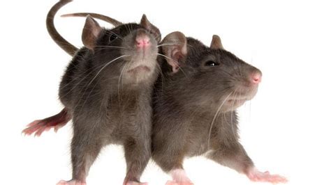 Scientists Tickle Rats To Discover Why Were Ticklish Tri City Herald