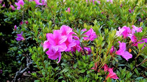 There Are Azalea Varieties Out There But These Are Our