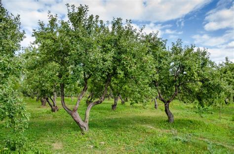 Cum plantezi corect pomii fructiferi în curtea ta de fapt Secretul