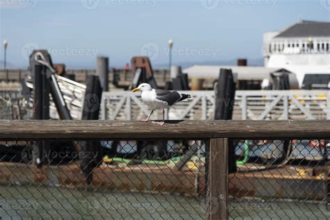 View Of Seagull At Pier 11185868 Stock Photo At Vecteezy