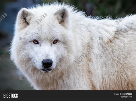 Arctic Wolf Canis Image Photo Free Trial Bigstock