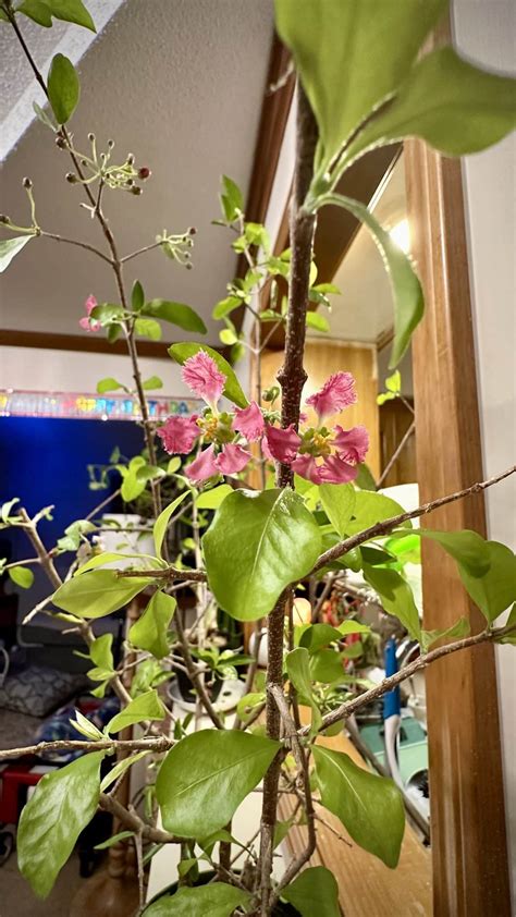 4″ Fruit Cherry The Kc Plant Factory