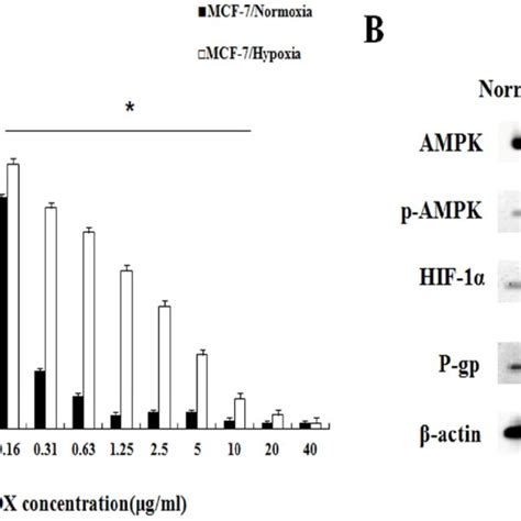 Ampk P Ampk Hif 1α P Gp And P53 Proteins Expression In Mcf 7hypoxia