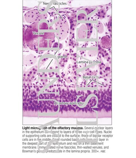 Light Micrograph Of The Olfactory Mucosa