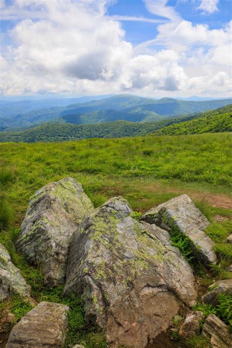 Vertical Roan Mountain Rhododendron Trail Fog Stock Photo Image Of