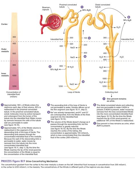 Tubular Reabsorption Urine Production