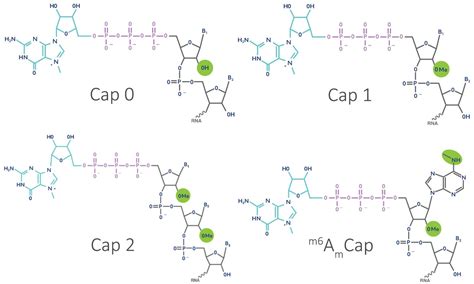 Rna Epitranscriptome Role Of The Cap