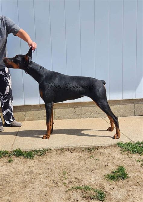 Ruiz Dobermans Doberman Pinscher Puppies For Sale In Louisville Ky