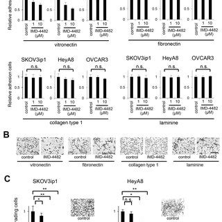 Imd Inhibits Pai Activation Of Pai Positive Ovarian Cancer