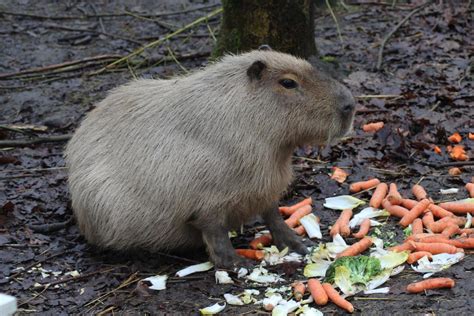 Capibara Qué Es Dónde Vive Y Qué Come Resumen