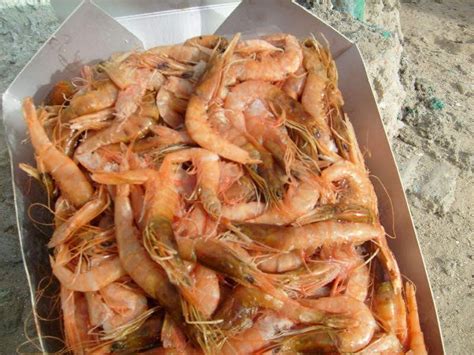 Vente L Exportation Des Poissons Frais Congeles Et Seafoods Destockage