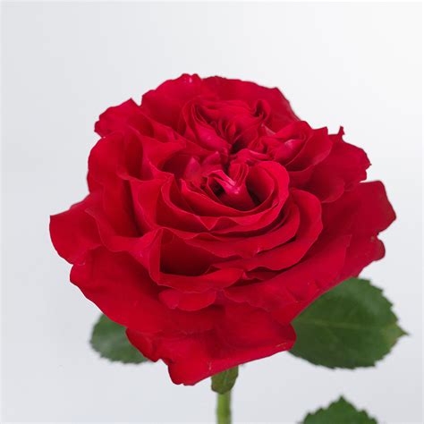 HOT PINK MAYRA Agrogana