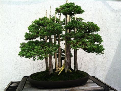 Bonsai Tree Spiritual Meaning