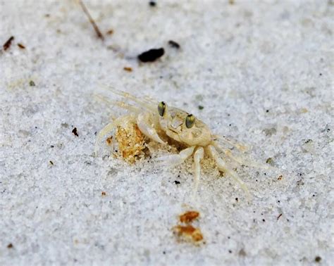 Baby Ghost Crab