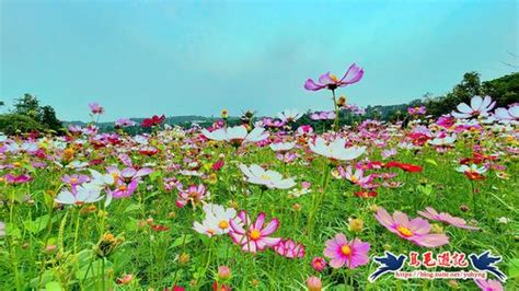 【桃園】愛在秋天‧大溪月眉花海 健行筆記