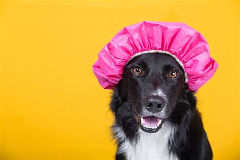 Can You Use Baby Powder As Dry Shampoo For Dogs