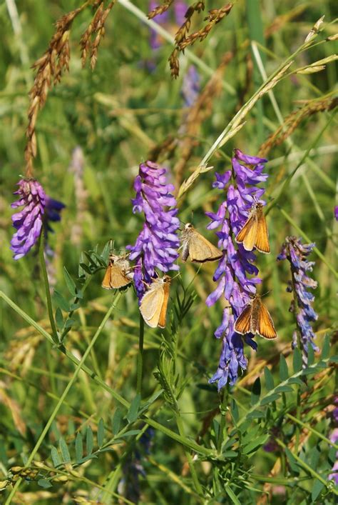 Wildflowers Dundas Valley Conservation Area Hamilton Onta Monica