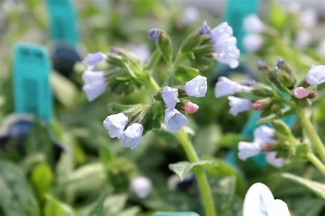 Lungwort Roy Davidson Pulmonaria Roy Davidson Growing Guides