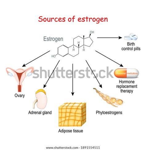 Sources Estrogen Women Ovary Adipose Tissue Stock Vector Royalty Free