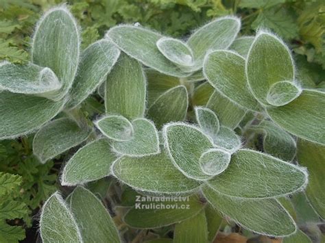 Tradescantia Sillamontana Velvet Hill Voděnka Poděnka