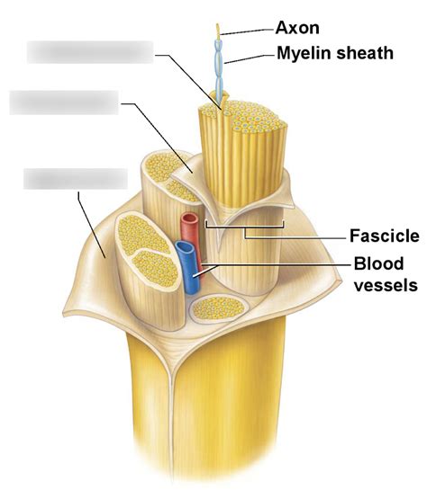 Lab Practical 3 Nerve Coverings Diagram Quizlet