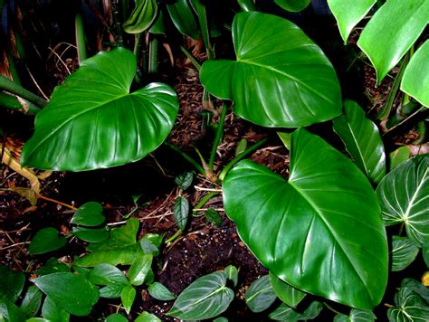 Philodendron Giganteum Schott Philodendron Giganteum Exotic