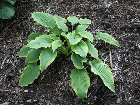 Hornbaker Gardens, Inc. - Hosta Spartacus large
