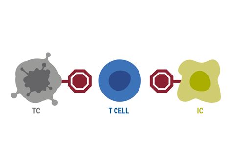 Genentech The Cancer Immunity Cycle