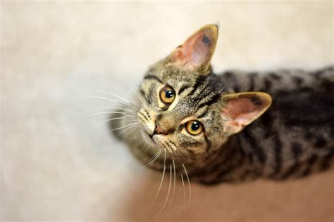 Cat Tattoo Ear
