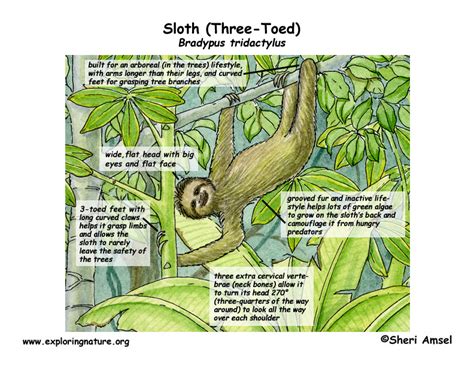 Sloth (Three-Toed)