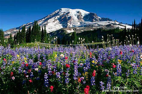 🔥 40 Mount Rainier Meadow Flowers Wallpapers Wallpapersafari