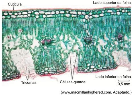 Analise A Imagem Que Representa Um Corte Transversal De Uma Folha