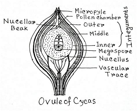 Cycas Female Cone EasyBiologyClass 53 OFF Dahinh Vn