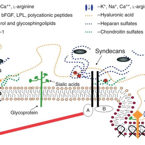 A Conceptual And Simplified View For Proteoglycans And Download Scientific Diagram