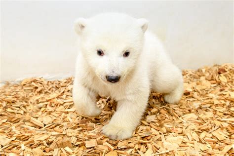 So S Ist Der Eisb Rennachwuchs In Berlin