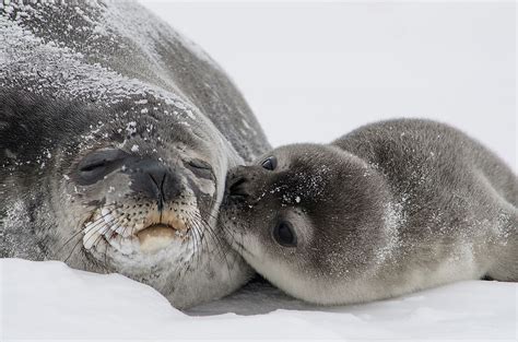 Weddell Seal Facts Animals Of Antarctica Worldatlas