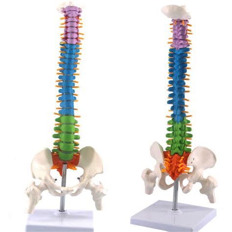 Buy Scientific Spine Model F Lexible Spine Model Colored Anatomical