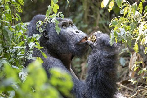 Virunga National Park Congo Ntional Parks Congo Safaris