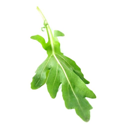 Premium Photo | Green arugula leaf isolated on white