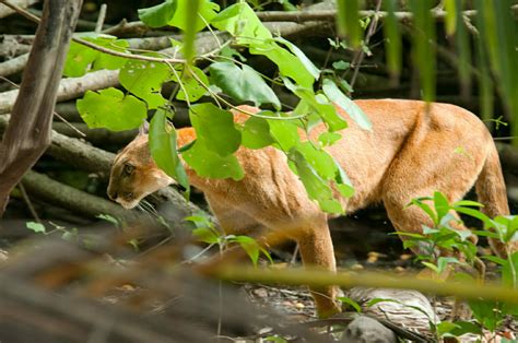 Wildlife of Corcovado National Park, Costa Rica