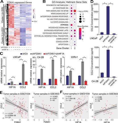 FOXA1 Inhibits Hypoxia Programs And CCL2 Gene Expression Through